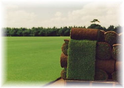 Turf pallet.jpg - 13339 Bytes